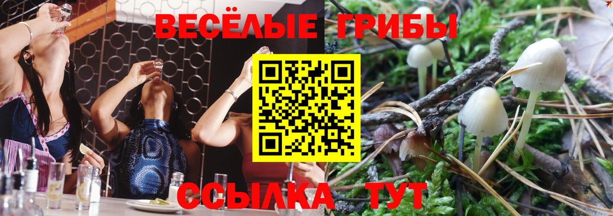 Галлюциногенные грибы Psilocybine cubensis  Вход с VPN  Вятские Поляны 